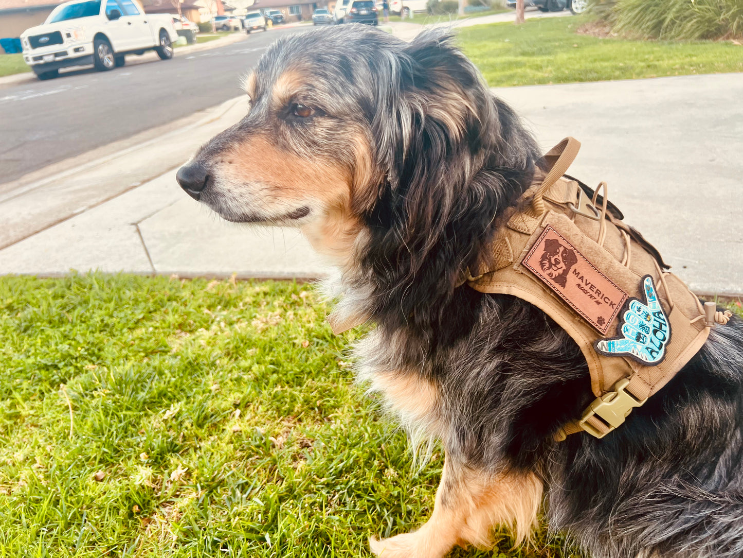 Pup Profile Collab: Leather Dog Name Tags